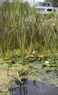 A tiny swamp deep in the Heart of Paris