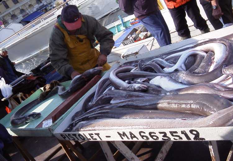 eels at old port