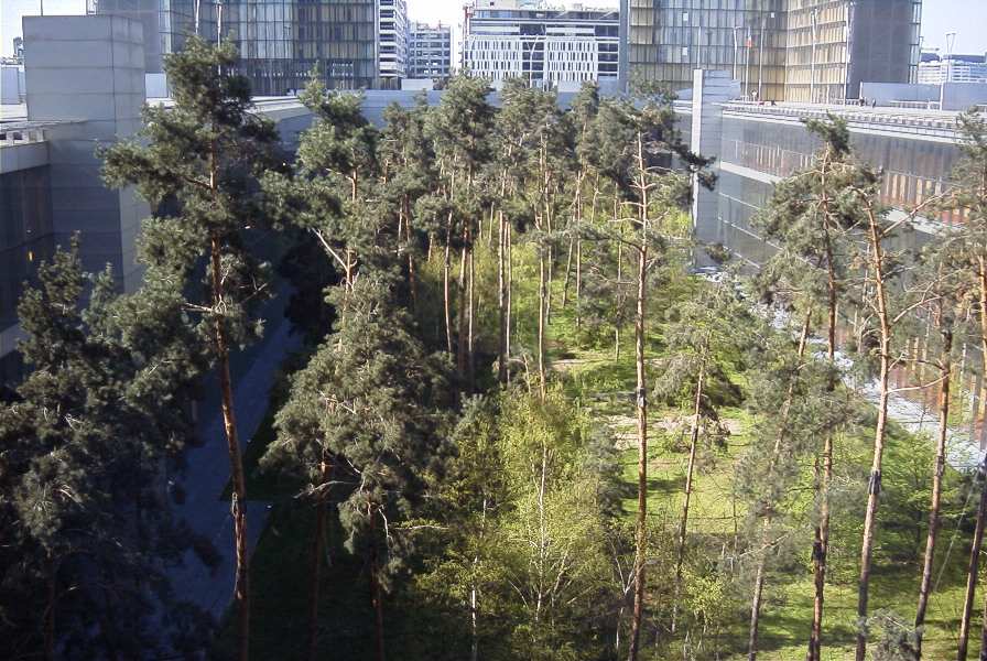 the forest courtyard